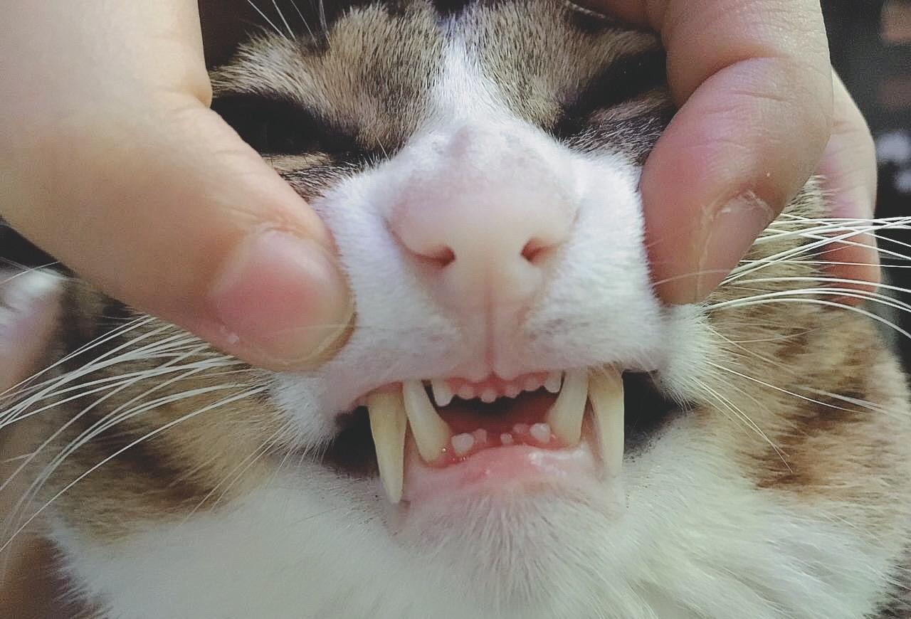 猫咪牙龈发白是生病了吗？新手必看症状排查指南