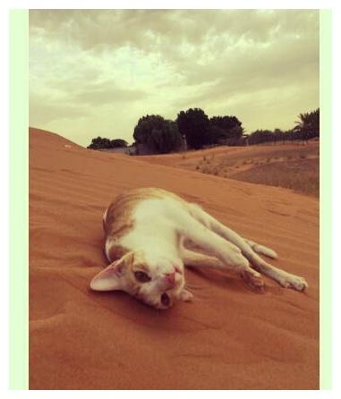 如何拍出让人心动的猫咪晒太阳美照? 如何拍出让人心动的猫咪晒太阳美照?