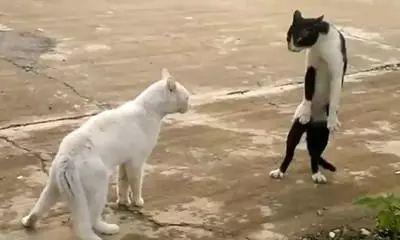 猫咪疯狂哈气不让剪指甲怎么办？