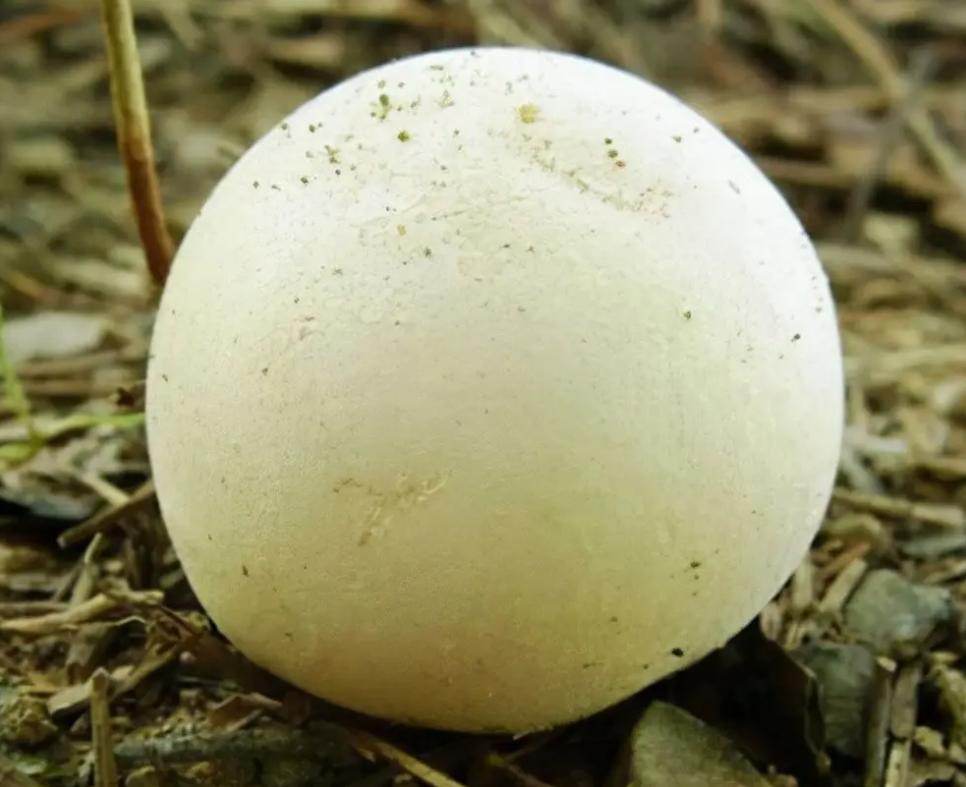 新手玩转斯柯达论坛到底有多简单？