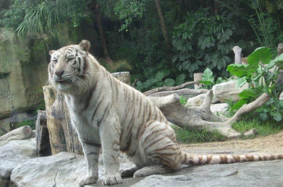 2025年梦见被警察抓住：职场危机预警？3类人需紧急自查