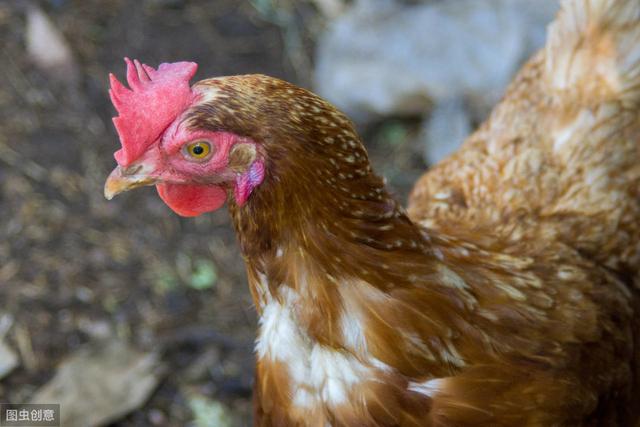 PC蛋蛋玩法技巧交流QQ实力群,收藏 PC蛋蛋玩法技巧交流QQ实力群,收藏