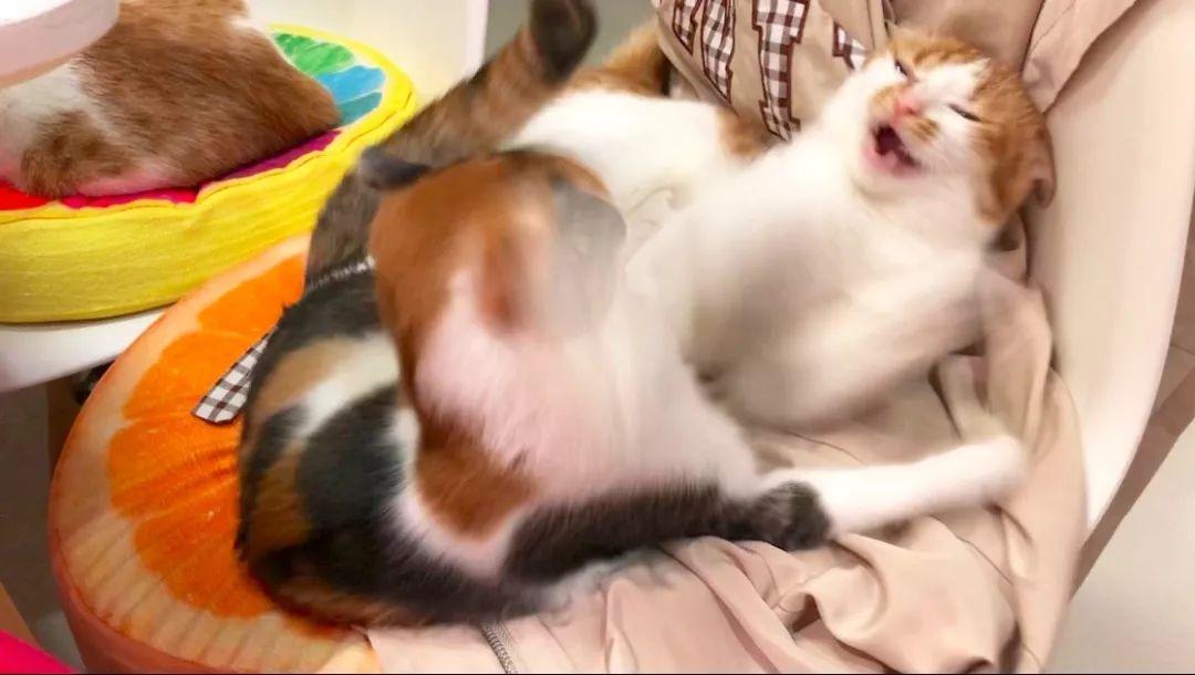 风迪思真的能帮新手快速入门吗? 风迪思真的能帮新手快速入门吗?