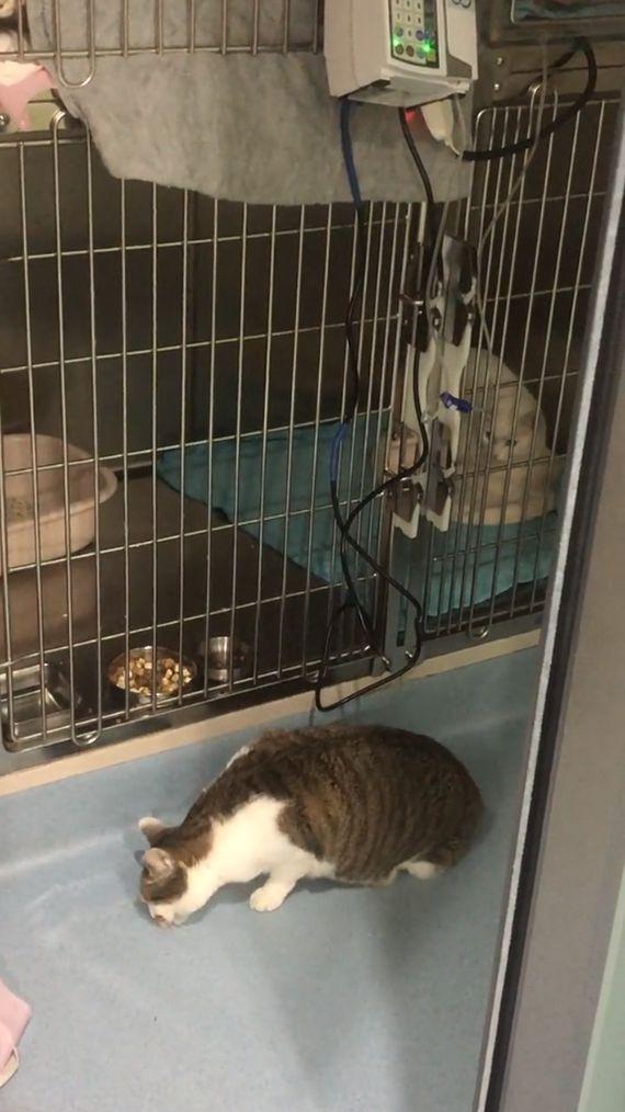 猫咪疯狂哈气不让剪指甲怎么办？