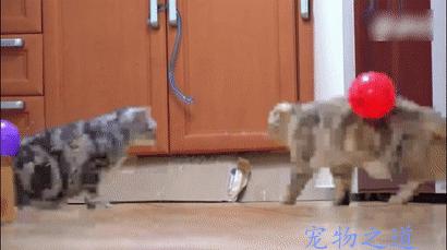 猫咪肚子胀得像气球怎么办？