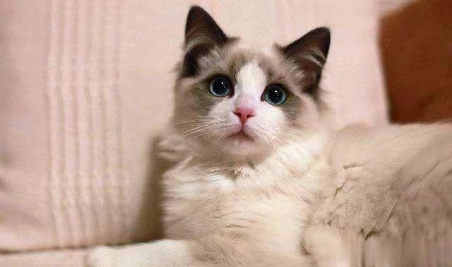 猫咪夏天中暑会自己找水喝吗？