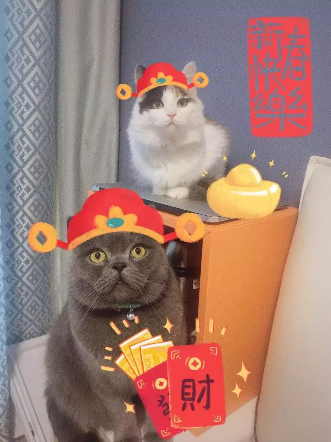 新手铲屎官如何给小奶猫起个好名字? 新手铲屎官如何给小奶猫起个好名字?