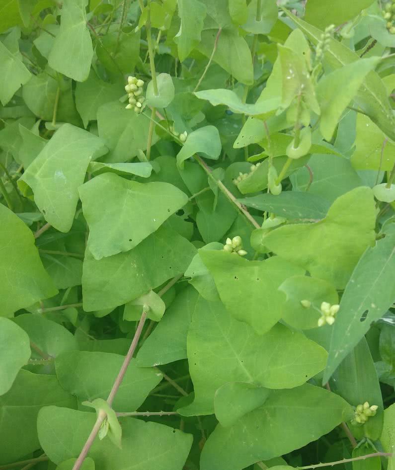 梦见饭里有生米的吉凶解码：2025年3招破解情感危机与财富转机