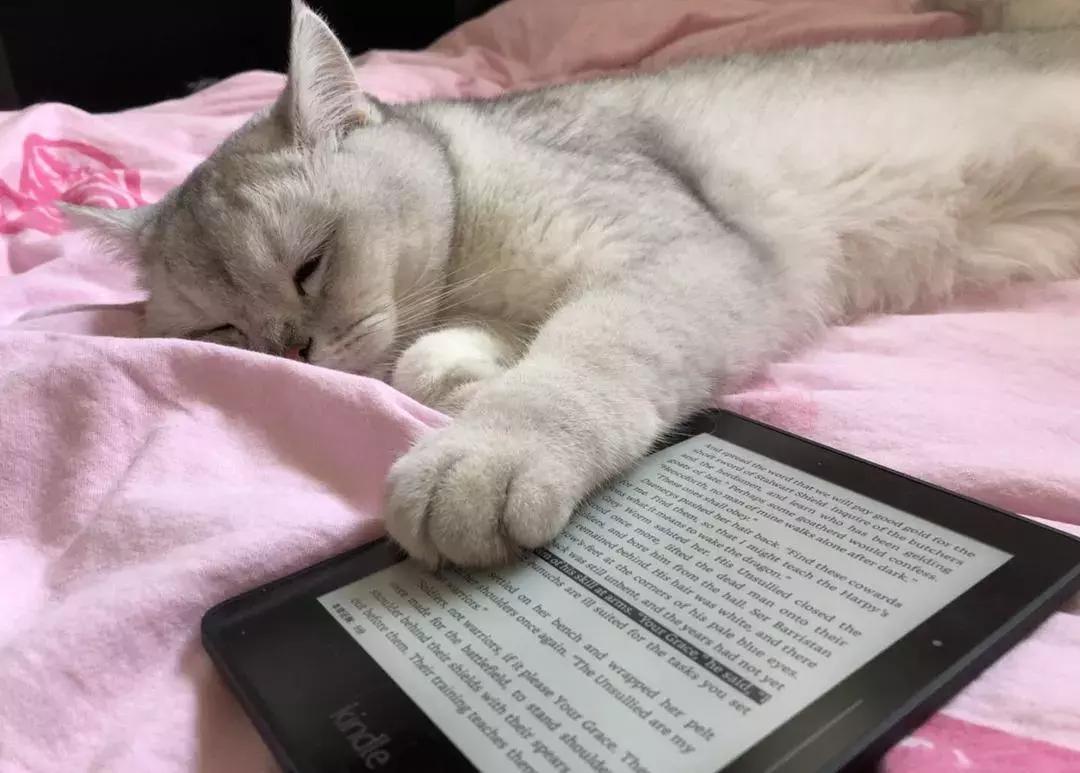 什么样的猫主子头像能镇住朋友圈? 什么样的猫主子头像能镇住朋友圈?