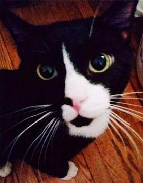 猫咪呼吸急促可能是肺水肿吗？