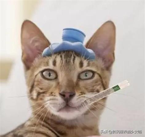 猫咪突然不吃东西是因为嘴唇溃疡吗？