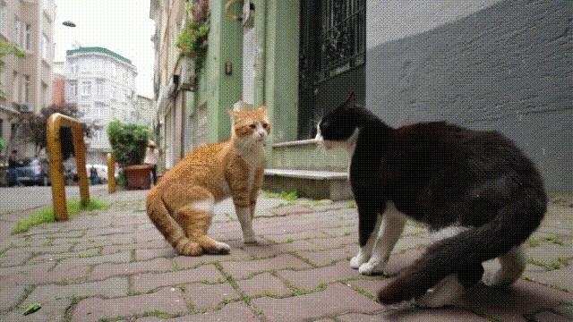 为什么我家猫从来不撒娇？