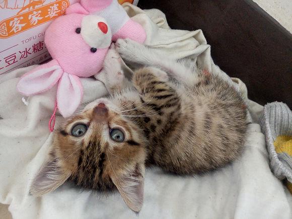 猫咪眼睛红得像兔子怎么回事？