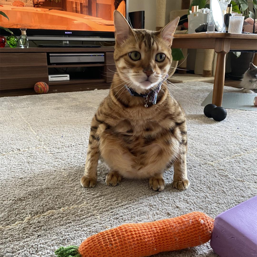 猫咪拉出白色虫子会传染给人吗？新手必看处理指南