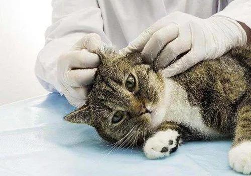 猫咪突然抽搐发抖是脑炎吗？