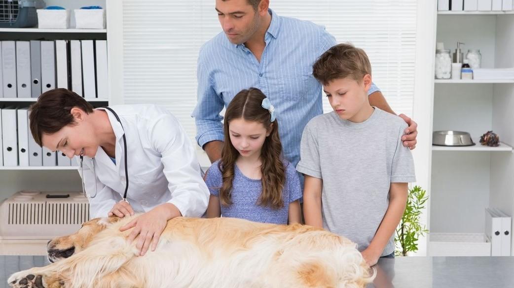 猫咪绝育后尿血正常吗？新手必看的救命指南