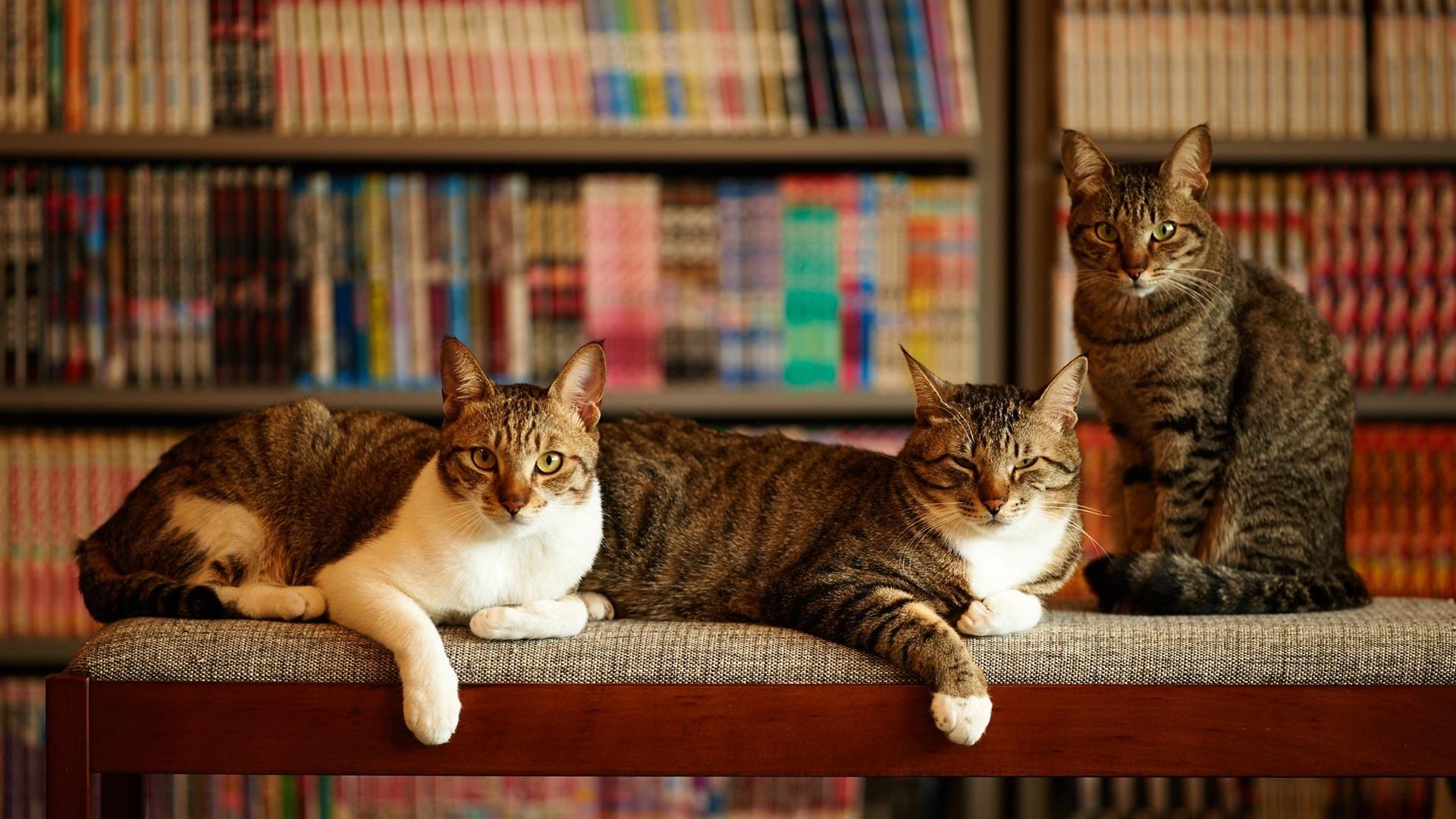 给猫咪天天洗澡会不会洗出毛病来？