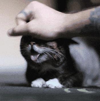 猫咪多久不驱虫会拉出活蛔虫? 猫咪多久不驱虫会拉出活蛔虫?