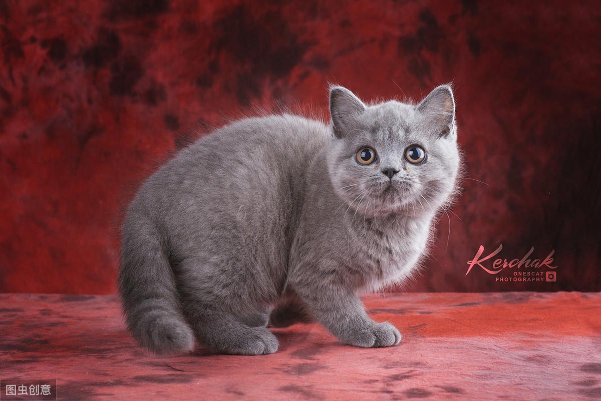 第一次养猫选什么品种?既想颜值在线又要好养活? 第一次养猫选什么品种?既想颜值在线又要好养活?