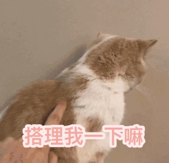 猫咪突然不爱吃饭？这5个方法帮你找出真相！