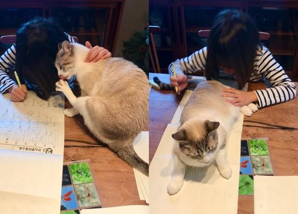 为什么刷猫咪图片停不下来？