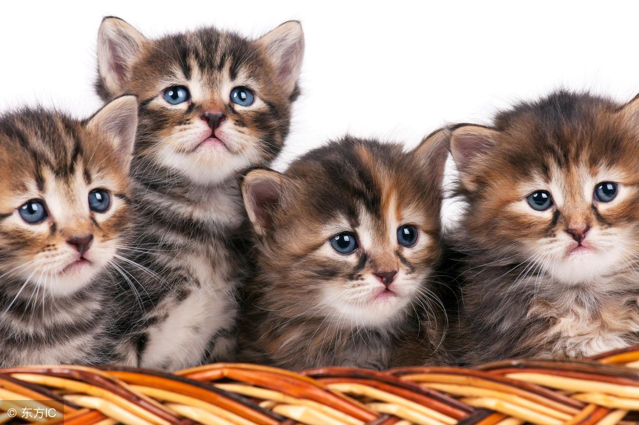 猫咪便便带血水还能在家观察吗？