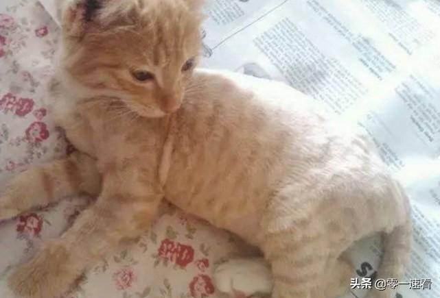 西雅特leon怎么选车才能省3万？新手避坑全流程解析