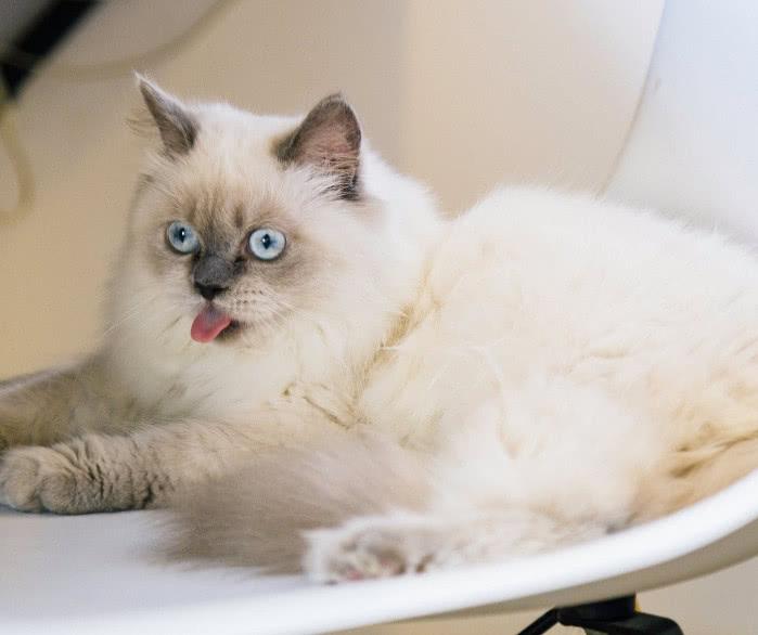 猫咪突然又吐又拉？新手如何快速应对？