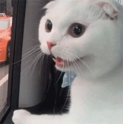 带猫坐高铁会被赶下车吗? 带猫坐高铁会被赶下车吗?