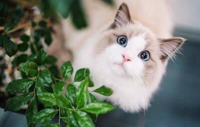 猫咪为什么总冲你喵喵叫? 猫咪为什么总冲你喵喵叫?