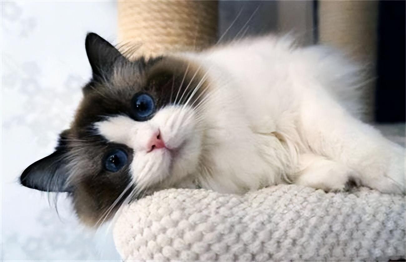 猫咪突然拉稀带血是怎么回事？