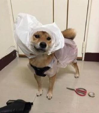 你家猫主子为啥总跟塑料袋过不去? 你家猫主子为啥总跟塑料袋过不去?