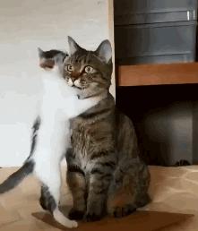 为什么你的聊天记录里永远缺一张猫咪GIF? 为什么你的聊天记录里永远缺一张猫咪GIF?