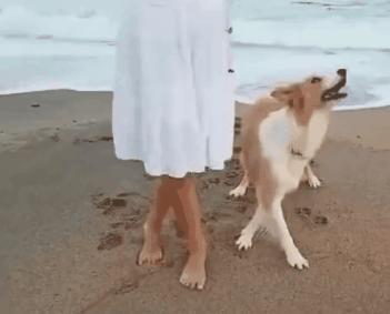 为什么别人家的猫能乖乖陪练瑜伽？这30张照片告诉你秘诀！