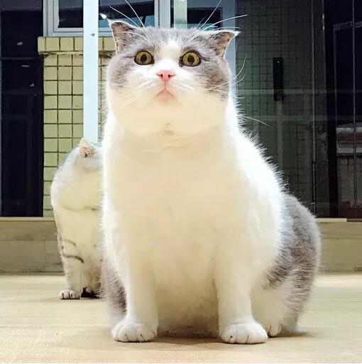 猫咪宁可饿着也不碰猫粮是为啥？