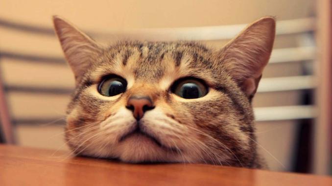 为什么猫咪总把鼻子贴你嘴巴闻? 为什么猫咪总把鼻子贴你嘴巴闻?