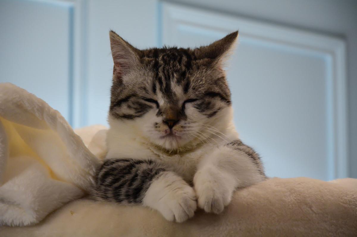 你家猫咪的肚子里到底藏着什么秘密？