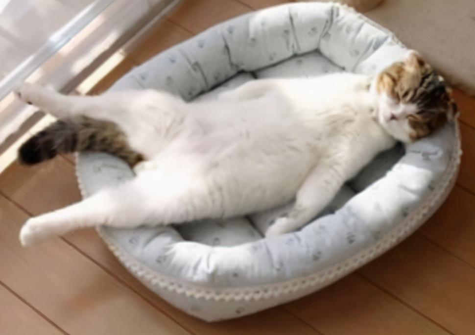 为什么我家猫总咬我?难道它讨厌我? 为什么我家猫总咬我?难道它讨厌我?