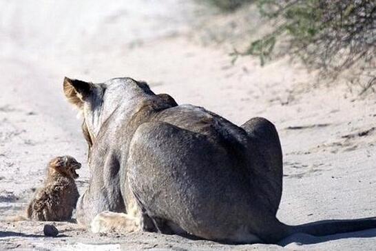刚到家的小猫整夜嚎叫是讨厌主人吗？