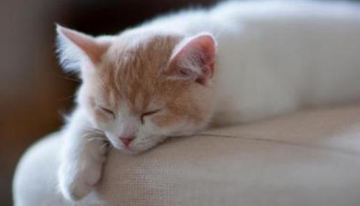 猫咪感冒多久能自愈？新手必看的保姆级护理手册