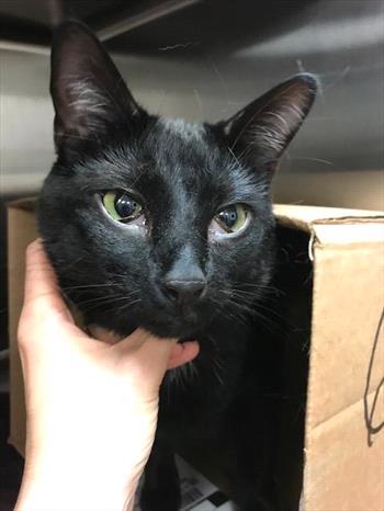 猫咪眼睛红肿是生病了吗? 猫咪眼睛红肿是生病了吗?