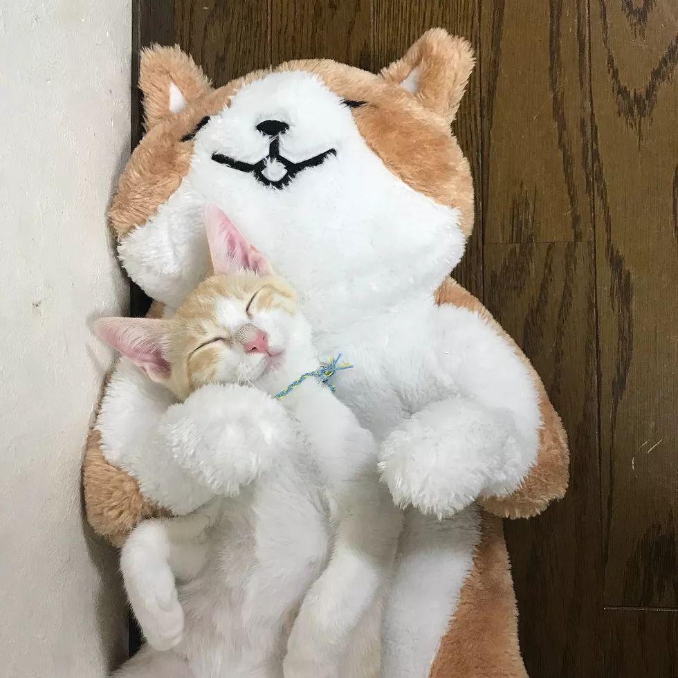 你家主子到底在玩什么？这些玩具秘密铲屎官必须知道！