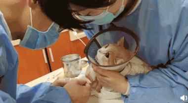 猫咪不打疫苗真的会死吗？