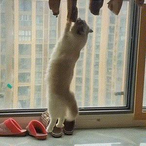 你家主子为啥总在偷吃？