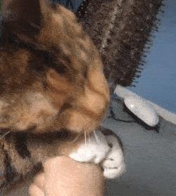 破解版猫咪游戏真的能无限吸猫吗？