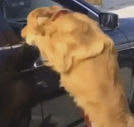 你家猫主子为什么总想跳窗逃跑? 你家猫主子为什么总想跳窗逃跑?