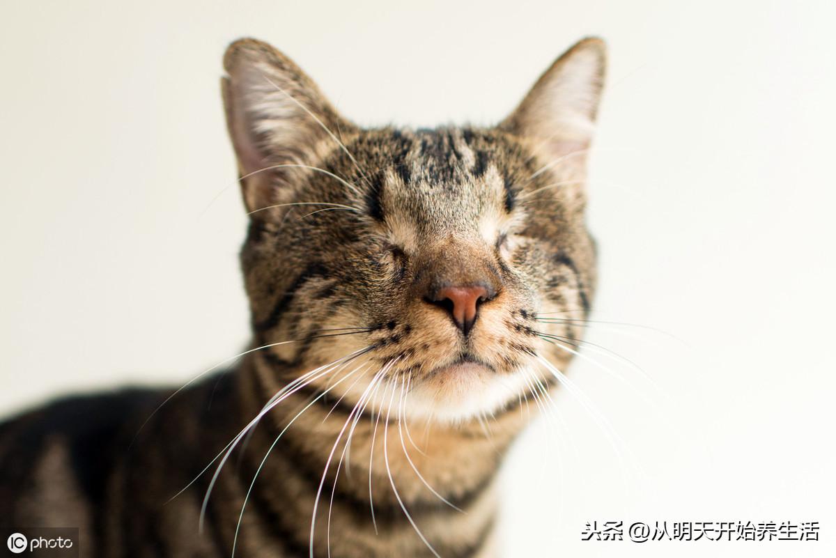 猫咪的胡子剪了会怎样?新手必看的养猫误区 猫咪的胡子剪了会怎样?新手必看的养猫误区