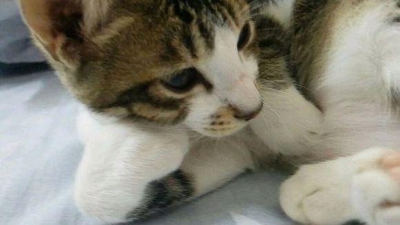 猫咪白细胞低会突然暴毙吗? 猫咪白细胞低会突然暴毙吗?