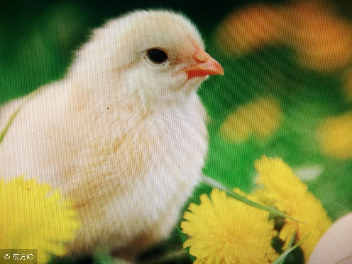 梦见爸爸发脾气是凶兆?2025年运势解析与3招破局术 梦见爸爸发脾气是凶兆?2025年运势解析与3招破局术