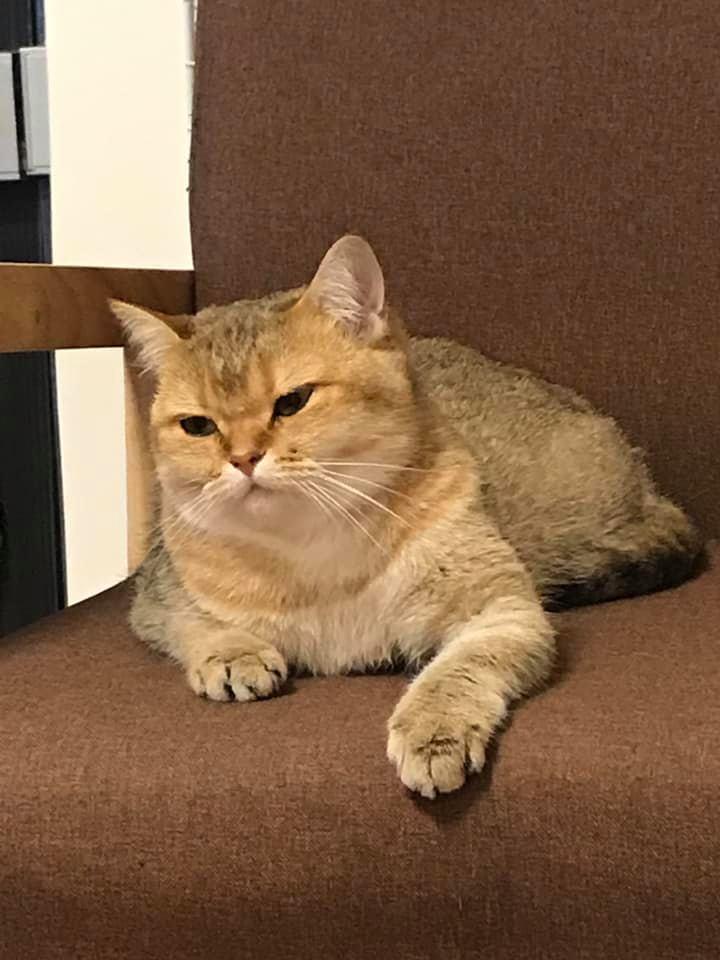 猫咪为什么总在门口叫个不停？